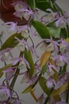 Den.pierardii (Orchideen Garten  )